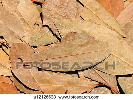 Bay Leaf, Flavor, Dried, Day, Aromatic View Large Photo Image Stock Image - Bay Leaf, Flavor, Dried, Day, Aromatic. Fotosearch