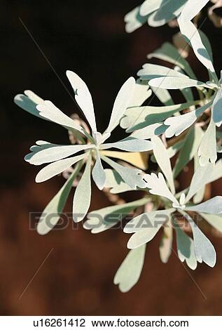Stock Image - Branch, Fresh, Flavor, Day, Aromatics. Fotosearch