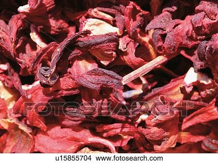Close-Up, Day, Full Frame View Large Photo Image Picture - Close-Up, Day, Full Frame. Fotosearch