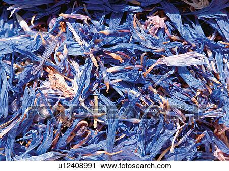 Close-Up, Day, Full Frame View Large Photo Image Stock Image - Close-Up, Day, Full Frame. Fotosearch