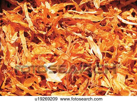 Stock Photo - Close-Up, Day, Full Frame. Fotosearch