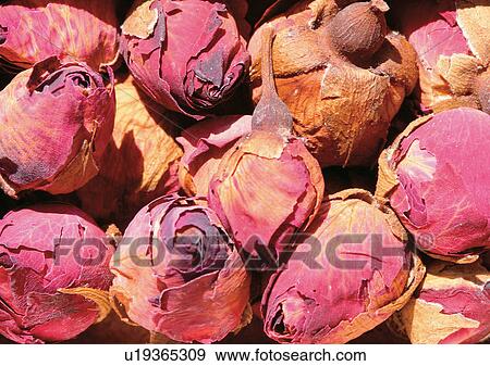 Close-Up, Day, Full Frame View Large Photo Image Stock Photo - Close-Up, Day, Full Frame. Fotosearch