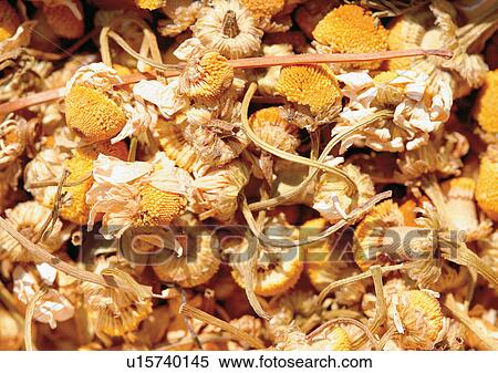 Close-Up, Day, Full Frame View Large Photo Image Stock Photography - Close-Up, Day, Full Frame. Fotosearch