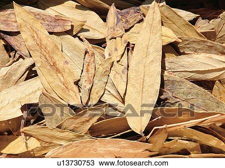 Stock Image - Close-Up, Day, Outdoor. Fotosearch