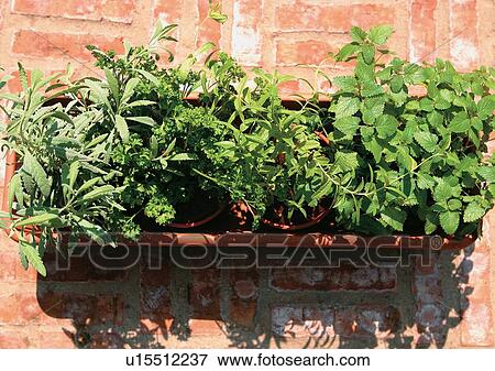 Stock Photo - Container, Display, Day, Aromatics. Fotosearch