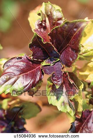 Stock Photograph - Darkened, Flavor, Day, Aromatics. Fotosearch