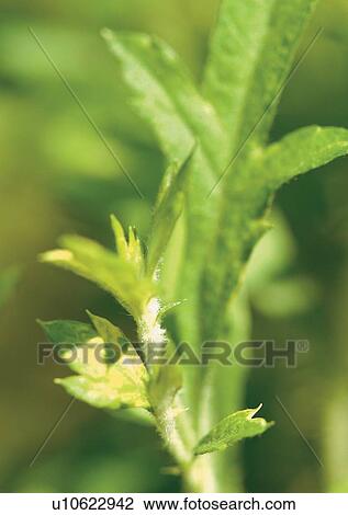 Stock Image - Day, Flower, Flavor, Aromatics. Fotosearch