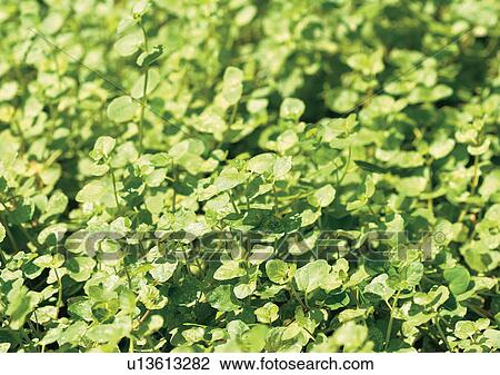 Day, Fresh, Flavor, Aromatics View Large Photo Image Stock Image - Day, Fresh, Flavor, Aromatics. Fotosearch
