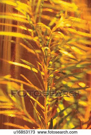 Stock Image - Day, Fresh, Flavor, Aromatics. Fotosearch