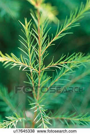 Stock Photo - Day, Fresh, Flavor, Aromatics. Fotosearch