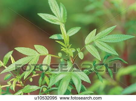 Stock Photography - Day, Fresh, Flavor, Aromatics. Fotosearch
