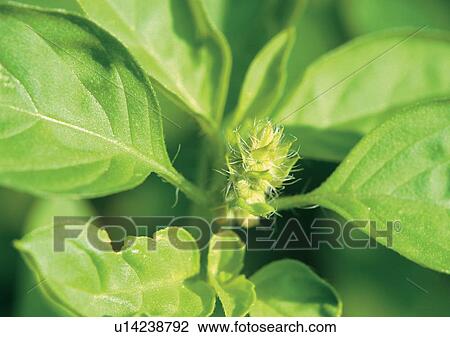 Day, Fresh, Flower, Flavor, Aromatic View Large Photo Image Stock Image - Day, Fresh, Flower, Flavor, Aromatic. Fotosearch