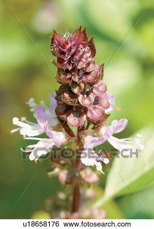 Stock Photograph - Day, Fresh, Flower, Flavor, Aromatics. Fotosearch