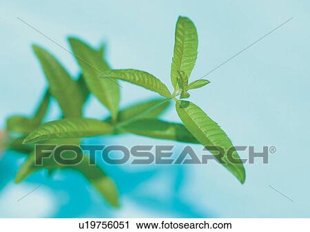Stock Image - Day, Fresh, Foliage, Flavor, Aromatics. Fotosearch