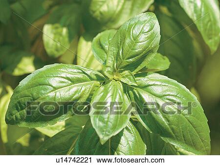 Day, Green, Fresh, Flavor, Aromatics View Large Photo Image Stock Image - Day, Green, Fresh, Flavor, Aromatics. Fotosearch