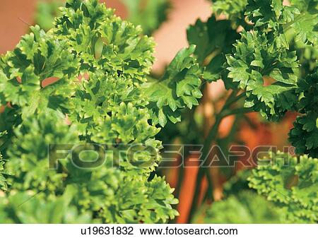 Stock Image - Day, Green, Fresh, Flavor, Aromatics. Fotosearch