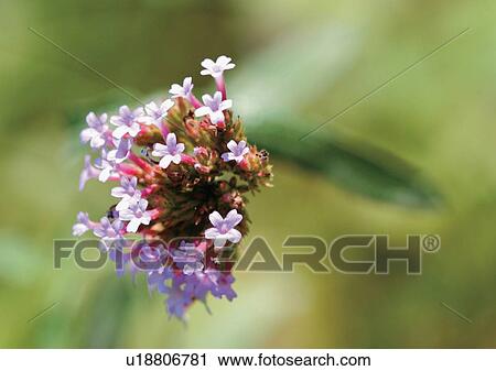 Stock Image - Day, Outdoor. Fotosearch