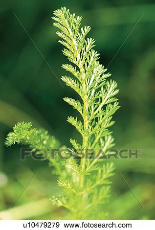 Stock Photo - Day, Outdoor. Fotosearch