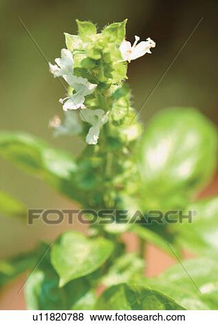Stock Photo - Day, Outdoor. Fotosearch