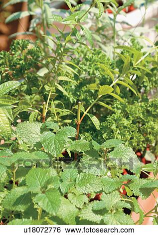 Day, Outdoor View Large Photo Image Stock Photograph - Day, Outdoor. Fotosearch