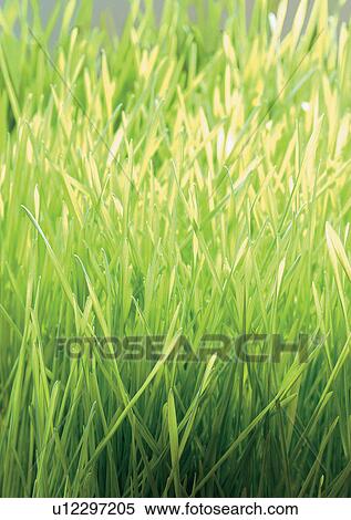 Stock Photography - Day, Outdoor. Fotosearch