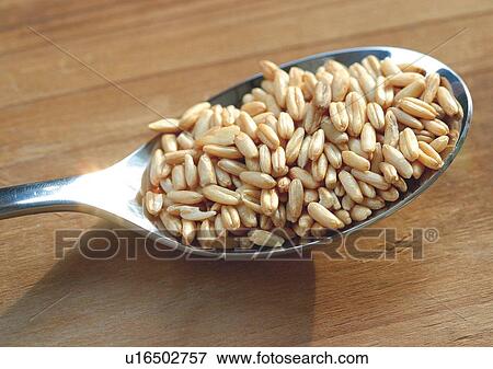 Close-Up, Day, Indoor View Large Photo Image Stock Photo - Close-Up, Day, Indoor. Fotosearch