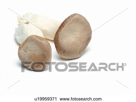 Cut Out, Group Of Objects, Indoor View Large Photo Image Stock Image - Cut Out, Group Of Objects, Indoor. Fotosearch