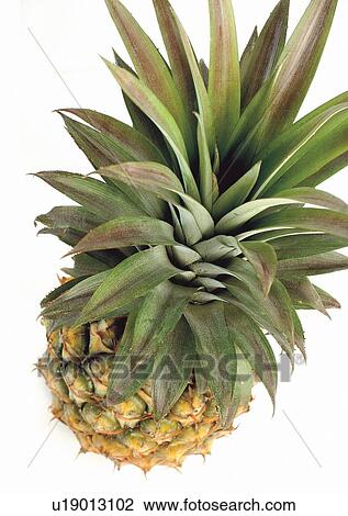 Stock Image - Cut Out, Indoor, One Object. Fotosearch