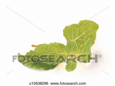 Cut Out, Indoor View Large Photo Image Stock Photograph - Cut Out, Indoor. Fotosearch