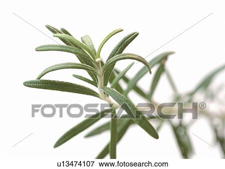Differential Focus, Indoor, One Object View Large Photo Image Stock Photo - Differential Focus, Indoor, One Object. Fotosearch