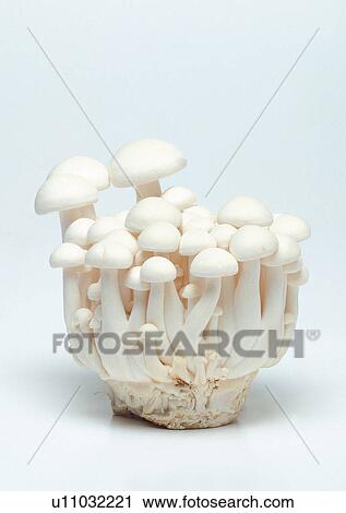 Stock Image - Group Of Objects, Indoor. Fotosearch