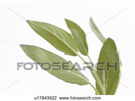 Stock Image - Indoor, Part Of. Fotosearch