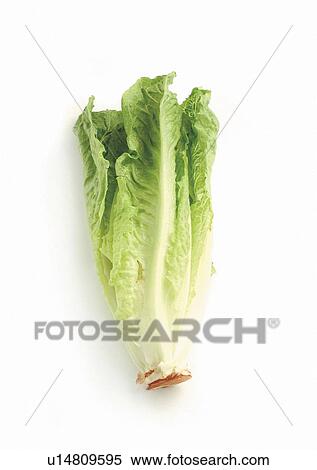 Stock Photography - Indoor, Still Life. Fotosearch