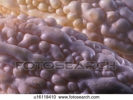 Stock Image - Bumpy, Close-Up, Gourd. Fotosearch