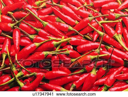 Chili, Chili Pepper, Close-Up, Crop, Cultivated View Large Photo Image Stock Image - Chili, Chili Pepper, Close-Up, Crop, Cultivated. Fotosearch