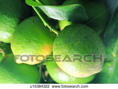 Citrus Fruit, Close-Up, Peel, Branch, Produce, Heap View Large Photo Image Stock Image - Citrus Fruit, Close-Up, Peel, Branch, Produce, Heap. Fotosearch