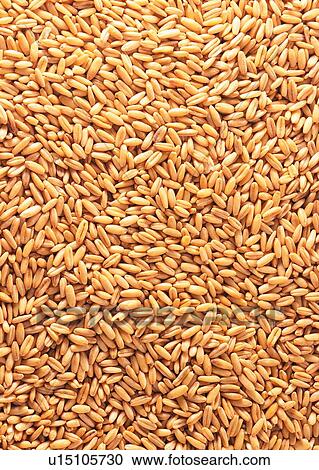 Close-Up, Crop, Cultivated, Fiber, Full Frame View Large Photo Image Stock Image - Close-Up, Crop, Cultivated, Fiber, Full Frame. Fotosearch