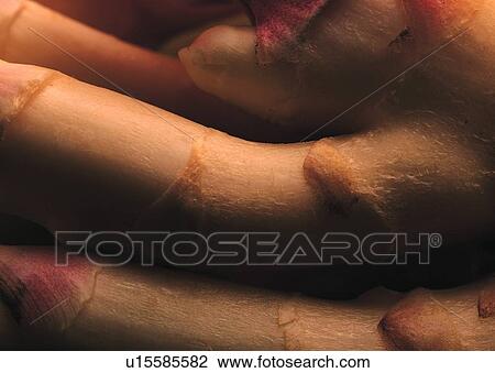 Close-Up, Crop, Flavoring, Fresh, Ginger View Large Photo Image Stock Image - Close-Up, Crop, Flavoring, Fresh, Ginger. Fotosearch
