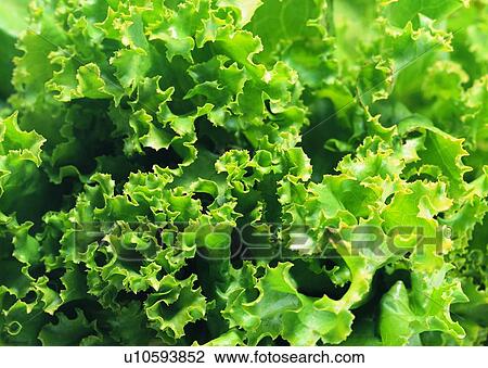 Stock Image - Close-Up, Crop, Fresh, Green, Heap. Fotosearch
