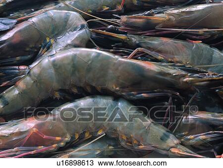 Stock Image - Close-Up, Display, Fresh, Heap. Fotosearch