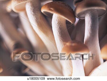Stock Photo - Close-Up, Fungus, Edible, Abundance. Fotosearch