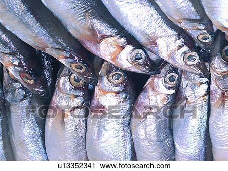 Stock Image - Close-Up, Large Group Of Objects, Seafood, Arrangement. Fotosearch