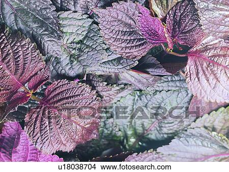 Picture - Close-Up, Leaf, Lush Foliage, Food as Background, Healthy Eating, Food. Fotosearch