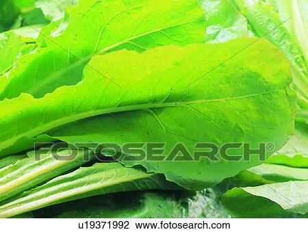 Stock Image - Close-Up, Raw, Large Group Of Objects, Fresh, Background, Natural. Fotosearch