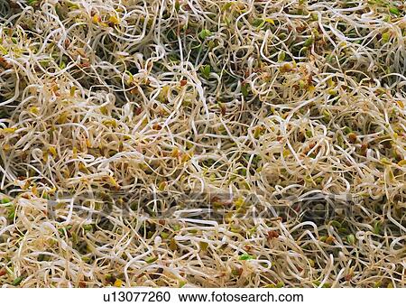 Stock Image - Fiber, Close-Up, Background, Food as Background. Fotosearch