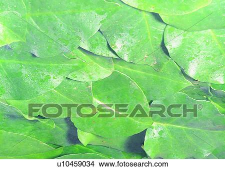Picture - Food as Background, Arrangement, Crop, Close-Up, Natural, Background. Fotosearch