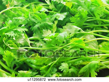 Food, Healthy Eating, Background, Vegetable, Produce, Crop, Raw View Large Photo Image Stock Image - Food, Healthy Eating, Background, Vegetable, Produce, Crop, Raw. Fotosearch
