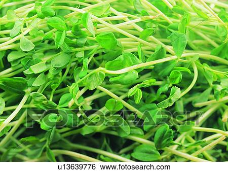 Stock Photograph - Full Frame, Background, Heap, Vegetable, Raw, Natural. Fotosearch