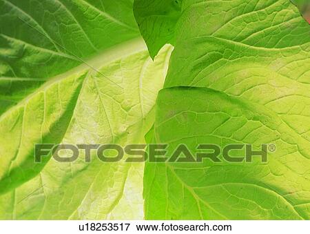 Stock Photo - Heap, Green, Leaf, Background, Food And Drink, Fresh. Fotosearch