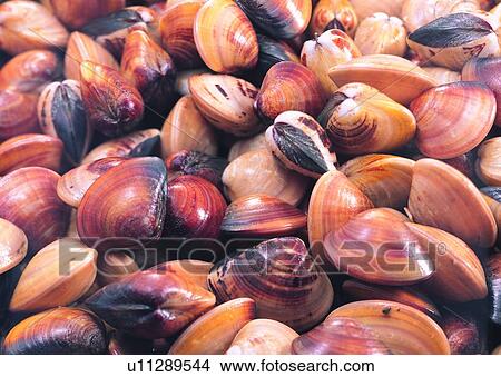 Picture - Mollusk, Crustacean, Raw, Silver, Food And Drink. Fotosearch